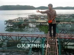 橫縣水產養殖業蓬勃發展，畜牧漁業飼料行業迎來新機遇