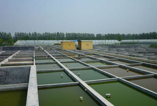 水產(chǎn)養(yǎng)殖專(zhuān)業(yè)畢業(yè)實(shí)踐淺談 從理論到實(shí)踐，兼談新生報(bào)考與飼料選擇