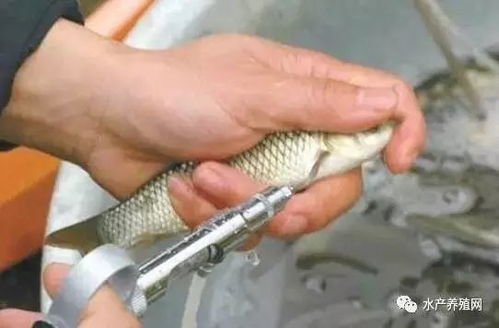 春季畜牧漁業(yè)病害高發(fā)，科學(xué)投喂飼料筑牢養(yǎng)殖防線(xiàn)